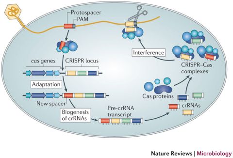 crisprcas_news