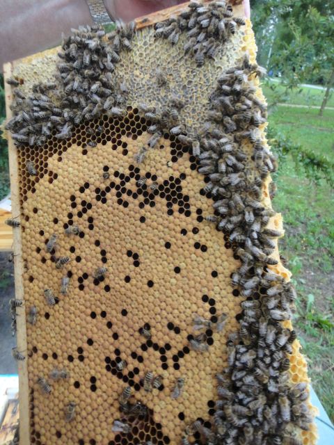 Bienen-GL